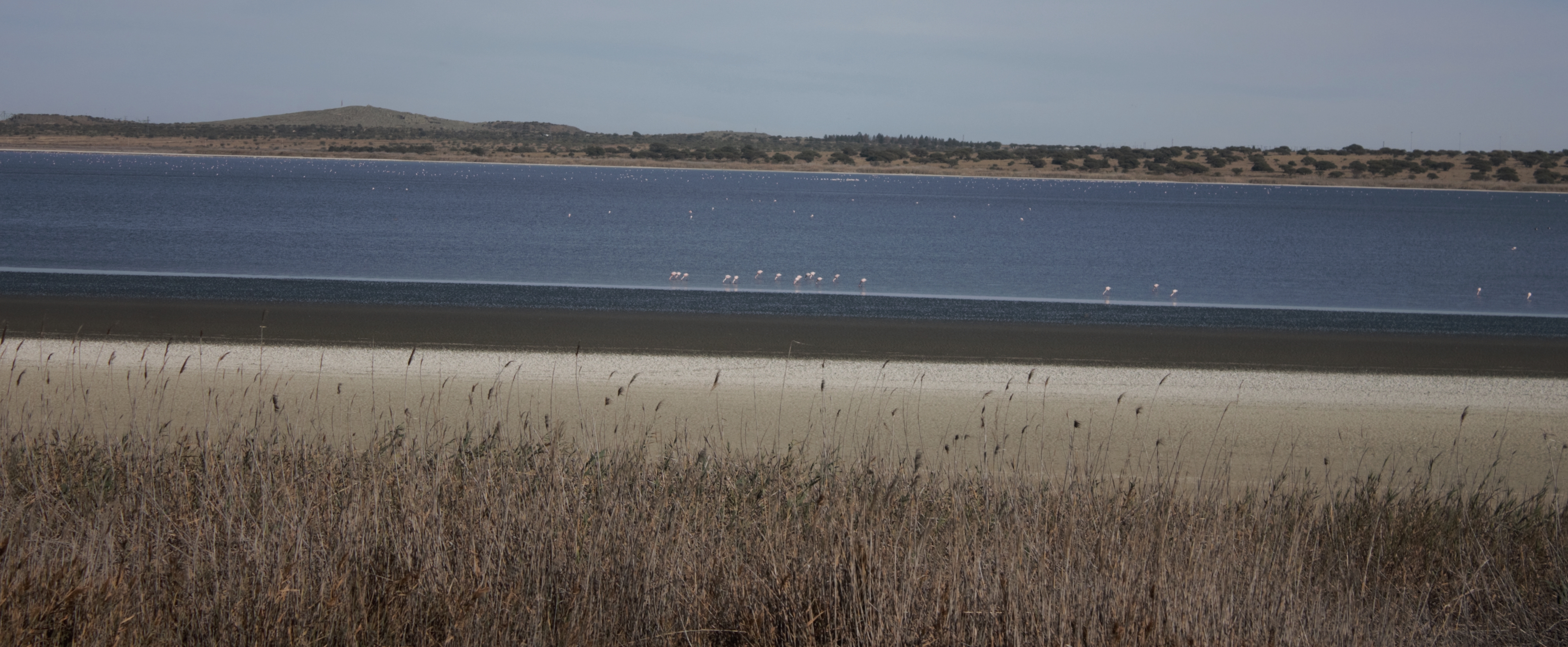 Lesser Flamingos outside Kimberley